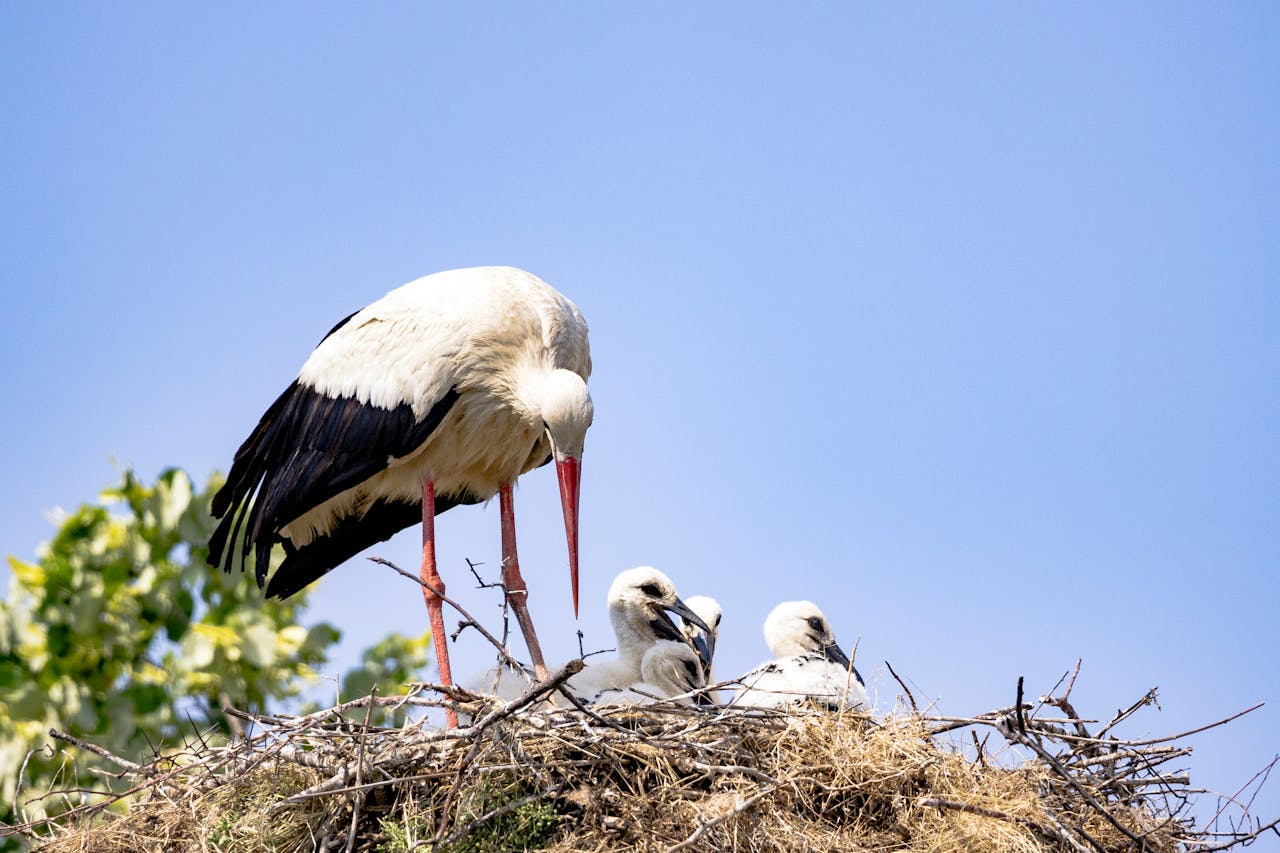 Oiseaux en vendée Saint-Jean-de-Monts | Le Tropicana